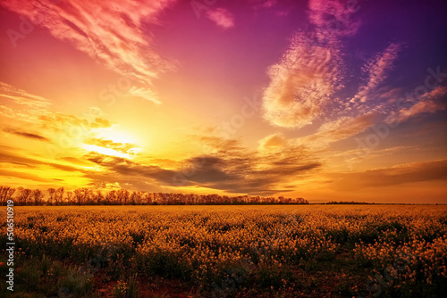 Beautiful fantastic sunset over a yellow flowering field