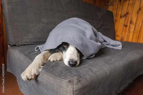 Funny puppy dog border collie lying on couch under plaid indoors. Little pet dog at home keeping warm hiding under blanket in cold fall autumn winter weather. Pet animal life Hygge mood concept