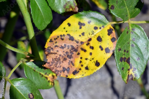 Rose leaves with fungal disease Black spot of rose, caused by Diplocarpon rosae