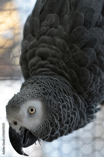 African Grey parrot hanging upside down and looking at the camera