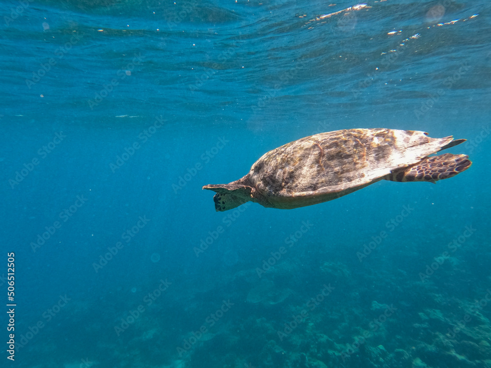 Turtle swimming in the blue sea in Maldives