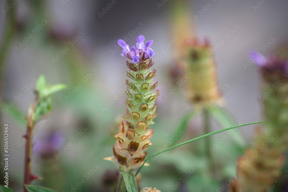 Naklejka premium Prunella vulgaris, self-heal, heal-all, woundwort, heart-of-the-earth, carpenter's herb, brownwort and blue curls purple flower growing on the field. Honey and medicinal plants in Europe. drug plants