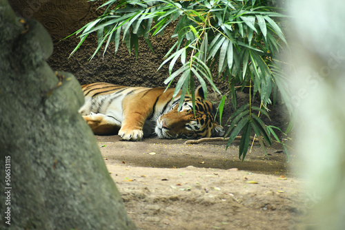 Fotobehang Tigre de Bengala dormido en el Zoologico.