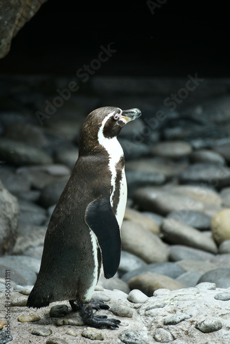Pinguino en el zoologico.