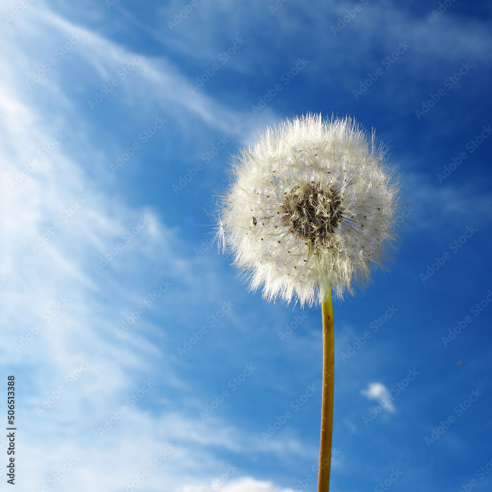 round dandelion against a blue sky with clouds. side view. copy space