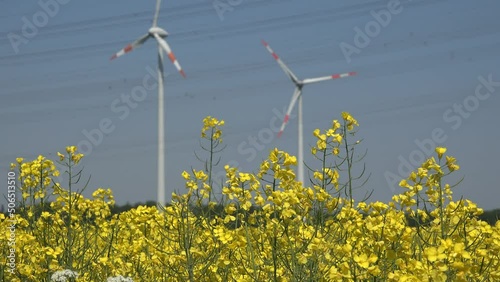 Gelb blühender Raps mit Hochspannungsmasten und Windkraftanlagen im Hintergrund.. Nachwachsende Rohstoffe, regenerative Energie.