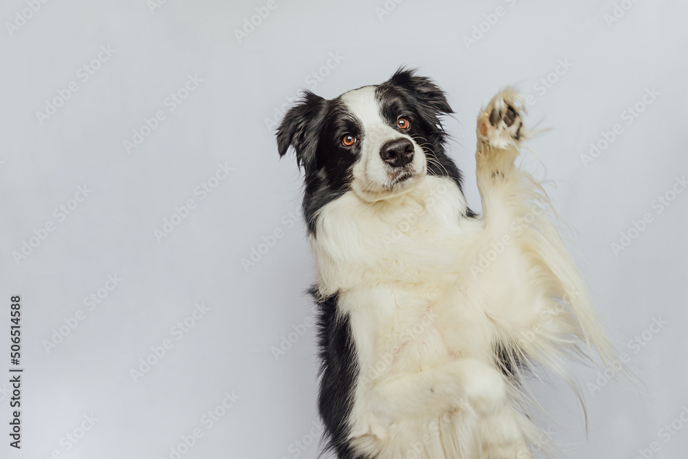 Fototapeta premium Cute puppy dog border collie with funny face isolated on white background. Cute pet dog. Pet animal life concept