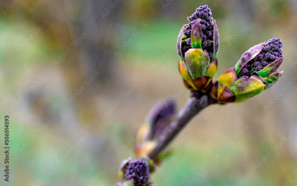 Fototapeta premium The first buds of lilac in the spring, ready to bloom. Lilac buds ripen in early spring. Macro closeup. Free space, copy space
