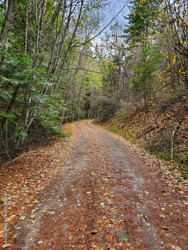 Road in the fall forest