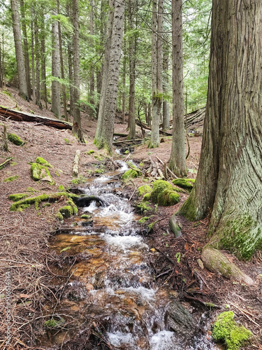 stream in the cedar forest