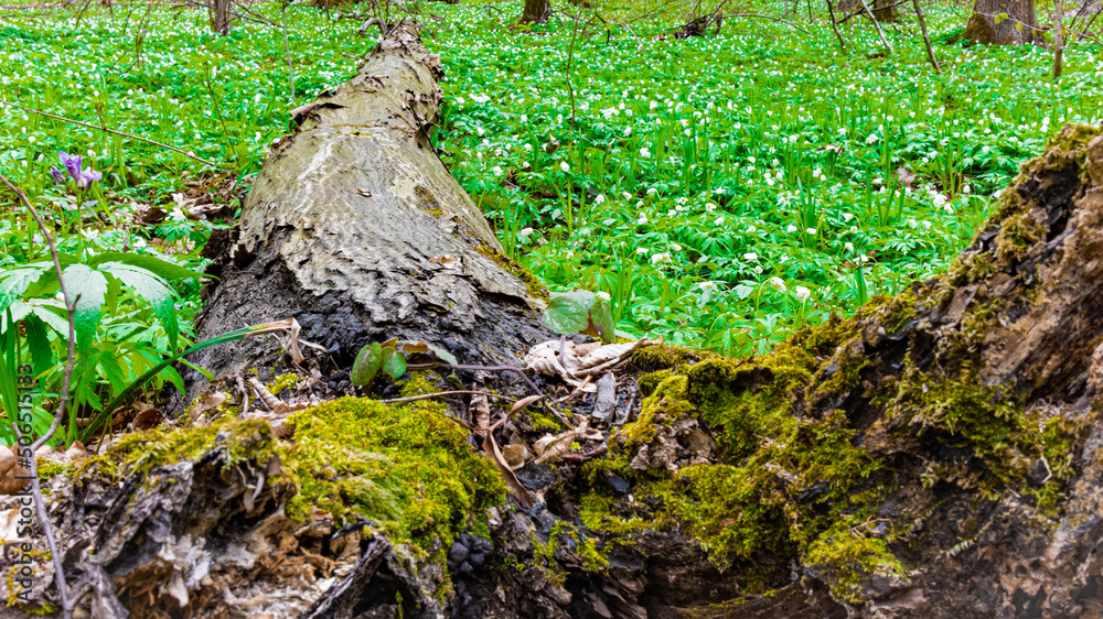 Picturesque view of the spring forest with blooming flowers and a green carpet of fresh plants, harbingers of warming and the arrival of spring Picturesque view of the spring forest with blooming flowers and a green carpet of fresh plants, harbingers of warming and the arrival of spring