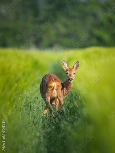 deer in the grass