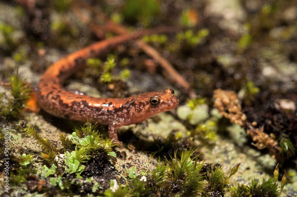 Carolina Mountain Dusky salamander macro portrait on moss Carolina Mountain Dusky salamander macro portrait on moss