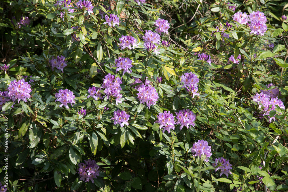 Fototapeta premium Burcina park during spring with lot of flowers
