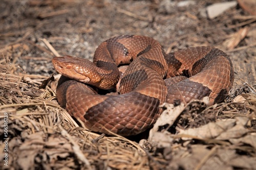 Eastern Copperhead snake macro portrait 