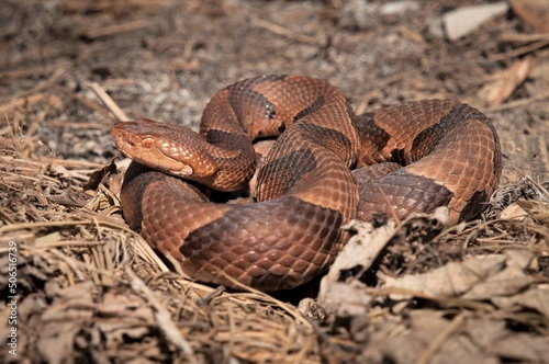 Eastern Copperhead snake macro portrait  photo