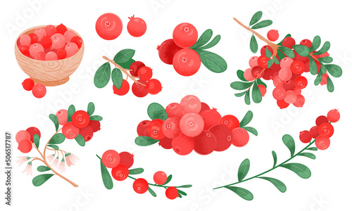 Cranberry vector drawing set. Isolated icons with raw cranberries berry on branch, handful of berries on white background. Great for label, poster, print