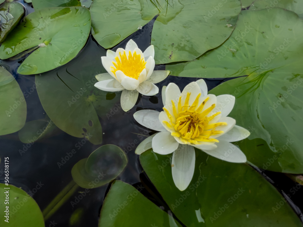 white color water lilies creative concept and living areas in the lake white color water lilies creative concept and living areas in the lake