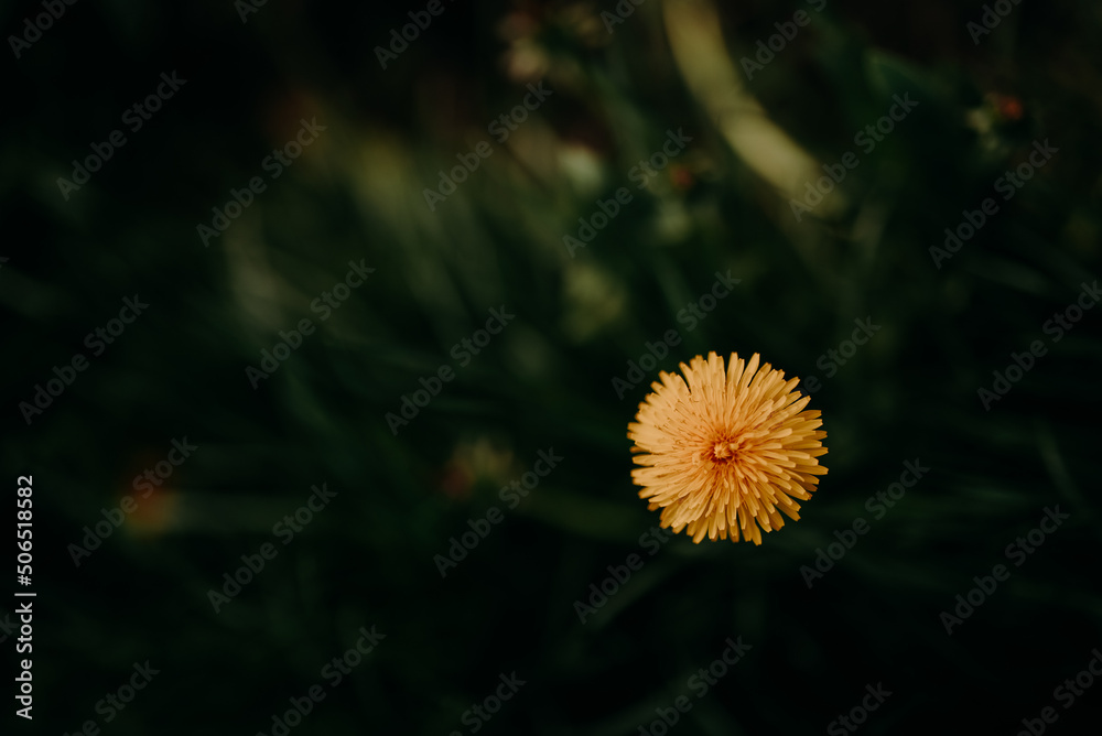 Yellow flower of dandelion on dark background. Low key. Yellow flower of dandelion on dark background. Low key.