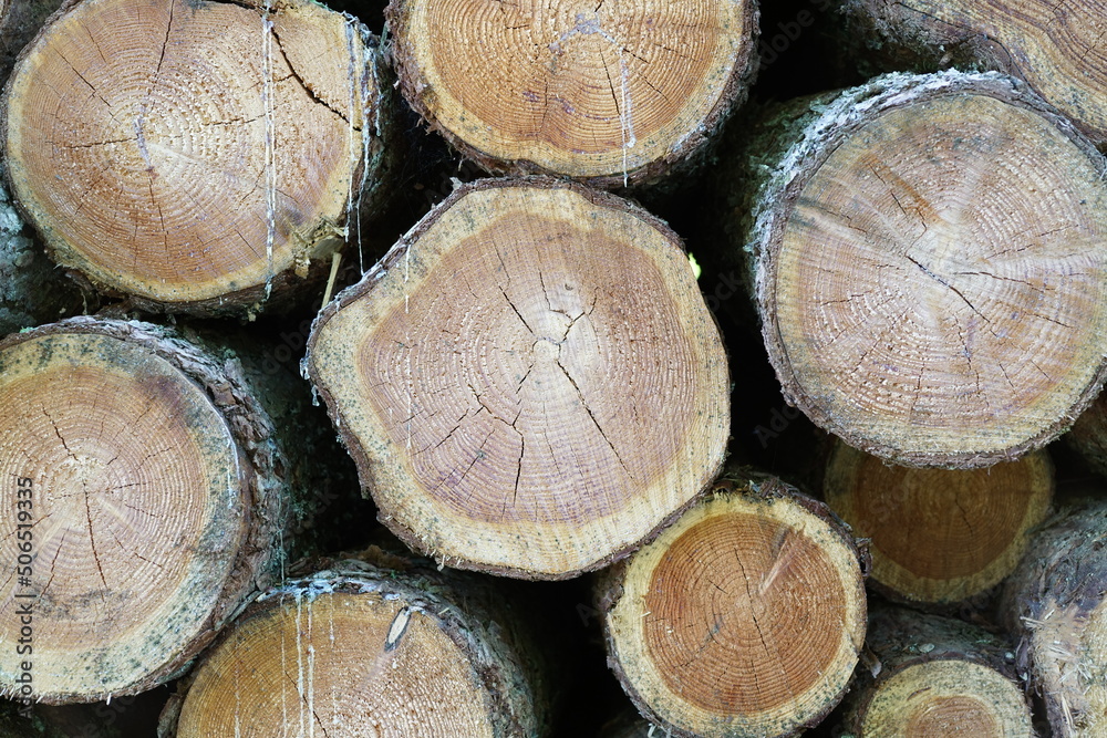 Runde Stämme aus dem Holz der Lärche auf einem Stapel Runde Stämme aus dem Holz der Lärche auf einem Stapel