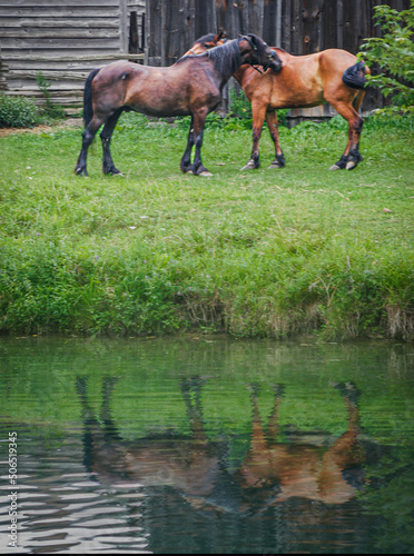 Two brown horses on cuddling, with their reflected image from a pond at a farm in Upper Canada