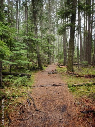 path in the woods