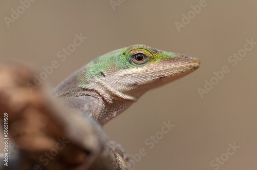 Green anole lizard head macro portrait  photo