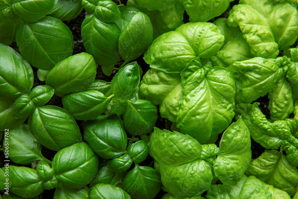 Close-up view of basil young plants in rows. Green herb background texture. Close-up view of basil young plants in rows. Green herb background texture.