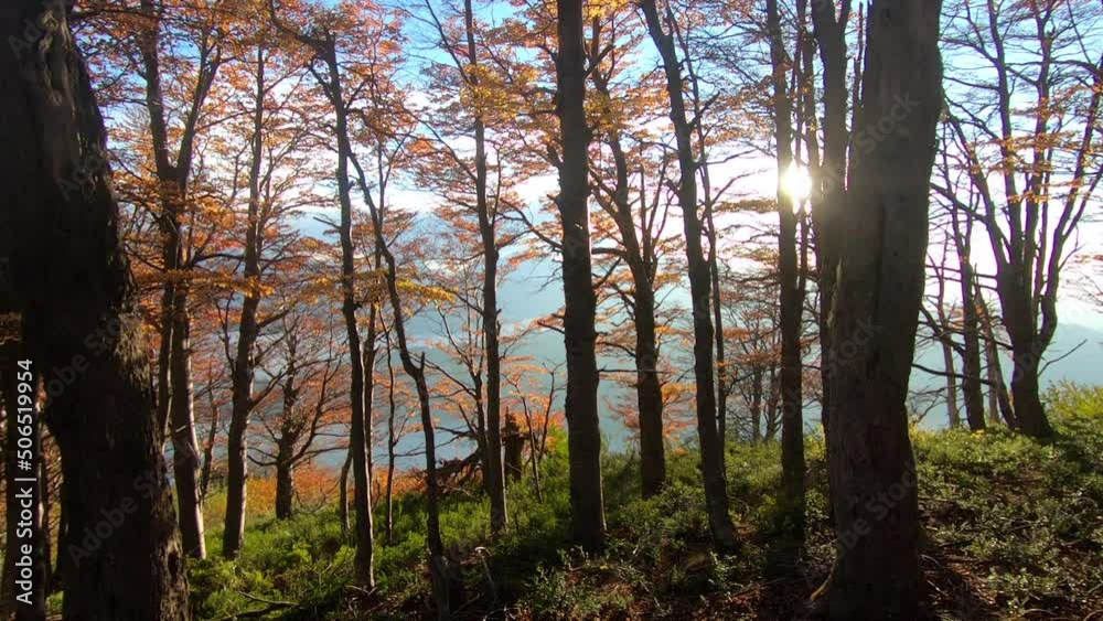 Idyllic autumnal forest. View of the Nothofagus trees woods in the mountain at sunset. The hiding sun creates a lens flare. Beautiful fall colors in the plants foliage. Idyllic autumnal forest. View of the Nothofagus trees woods in the mountain at sunset. The hiding sun creates a lens flare. Beautiful fall colors in the plants foliage.