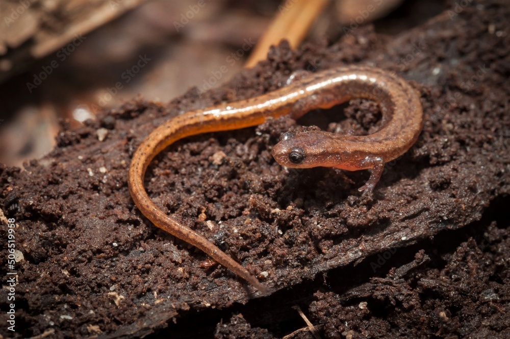 Hillis's Dwarf salamander macro portrait Hillis's Dwarf salamander macro portrait