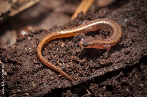 Hillis's Dwarf salamander macro portrait  photo