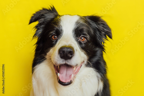Cute puppy dog border collie with funny face isolated on yellow background. Cute pet dog. Pet animal life concept