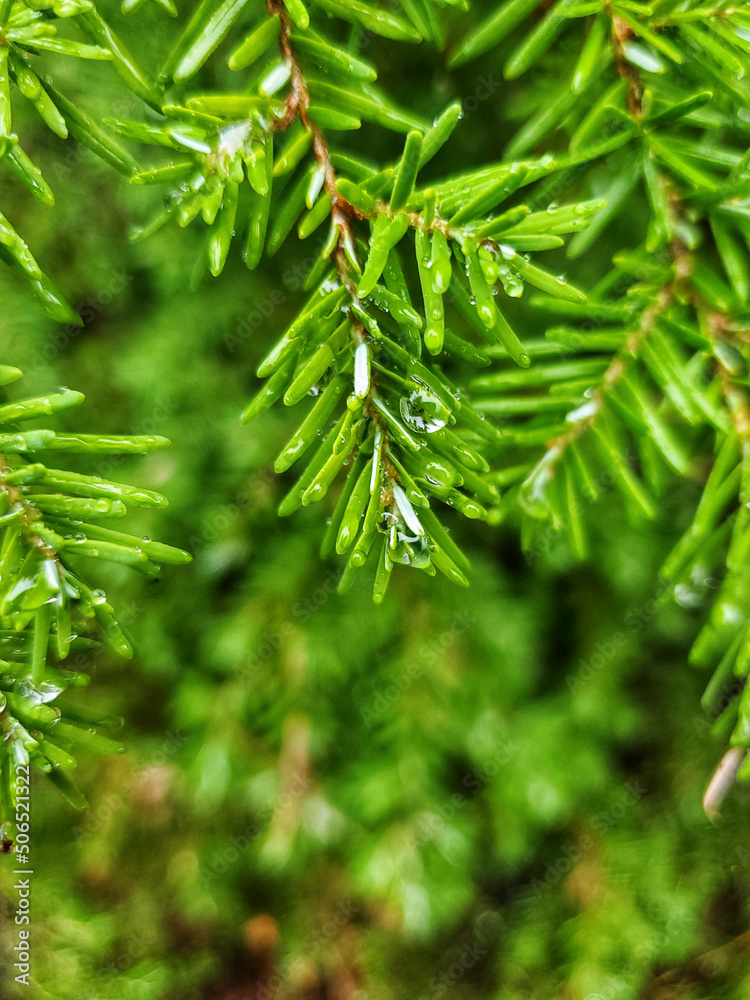 rain drops on pine needles rain drops on pine needles