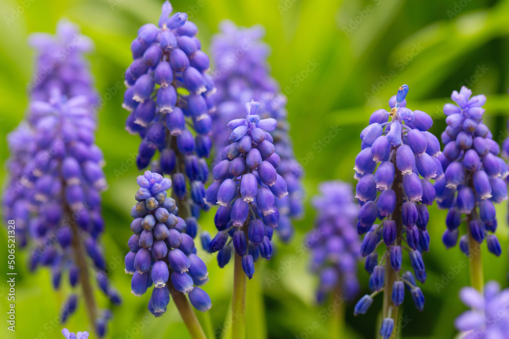 Muscari neglectum known as Grape hyacinth. internet springtime banner. Spring floral background. ornamental plants. beautiful little purple blue flowers on the grass Muscari neglectum known as Grape hyacinth. internet springtime banner. Spring floral background. ornamental plants. beautiful little purple blue flowers on the grass
