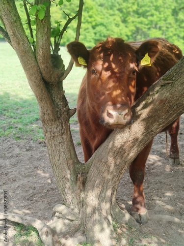 cow eating grass between tree © Мария Сирко
