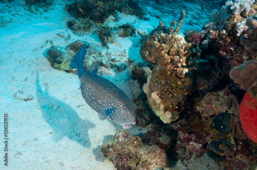Pesce scatola mentre nuota tra la barriera corallina © Massimo