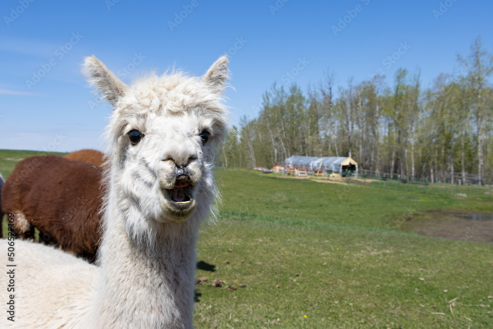 close up of alpaca with funny surprised face and field in background