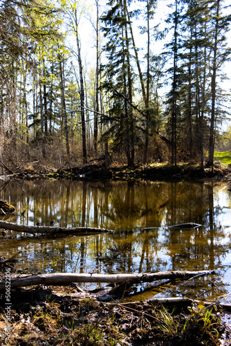 reflection of trees in the water