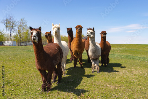 group of alpacas walking toward camera in grassy field
