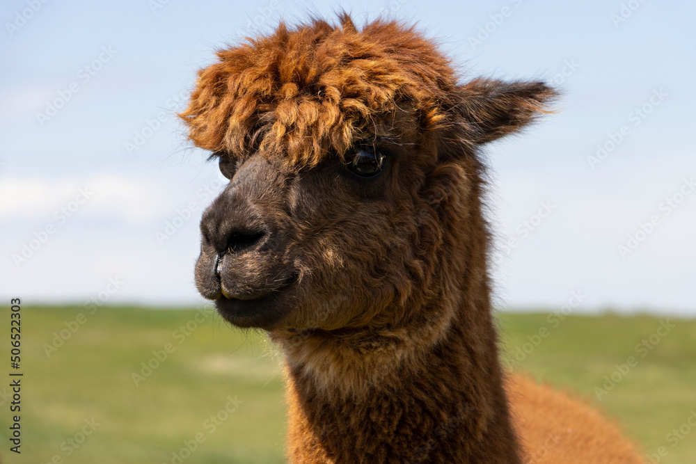 close up of brown alpaca face