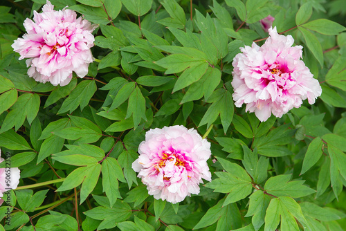 Pink peony. tender pink flowers bathing in sunlight. bright pink peony blossomed in early spring, internet springtime banner. floral background.