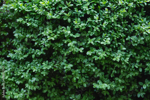 Green leaves bush background. green leaf of Banyan Tree ( Ficus annulata Blume ), Shrubs for decorating the garden, internet green leaf banner. Spring background. © nata_zhekova