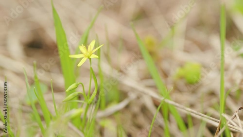 Yellow gagea flower in a forest at spring. Beautiful natural background, copy space. photo