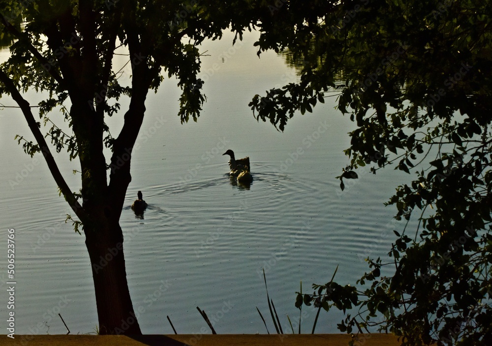 Ducks on the pond
