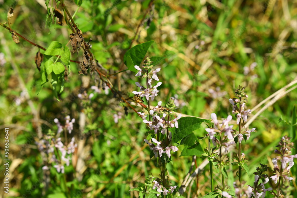 Salvia lyrata LYRELEAF SAGE is wild flower in Florida decorative bees love it for honey, partially edible young leaves for salads dry petals may be used for tee for cold Salvia lyrata LYRELEAF SAGE is wild flower in Florida decorative bees love it for honey, partially edible young leaves for salads dry petals may be used for tee for cold