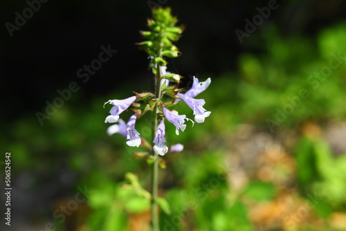 Salvia lyrata  LYRELEAF SAGE is wild flower in Florida decorative bees love it for honey, partially edible young leaves for salads dry petals may be used for tee for cold
