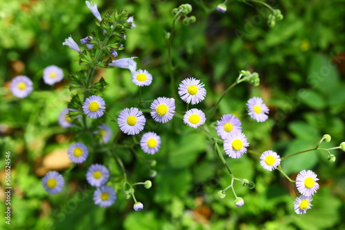Oakleaf Fleabane – Erigeron quercifolius delicate perennial
Florida native daisy family wild plant lives in wetlands great for pollinators