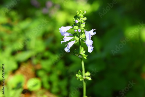 Salvia lyrata  LYRELEAF SAGE is wild flower in Florida decorative bees love it for honey, partially edible young leaves for salads dry petals may be used for tee for cold
