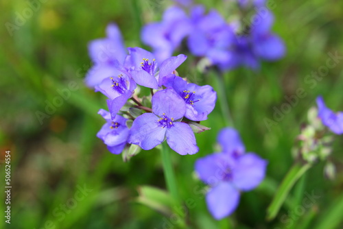 Spiderwort blue flowers plant native to Florida each flower blooms just a day, bees love it.