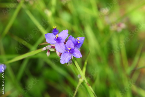 Spiderwort blue flowers plant native to Florida each flower blooms just a day, bees love it.